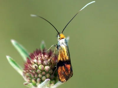 Nemophora fasciella