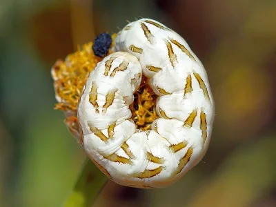 Cucullia chamomillae