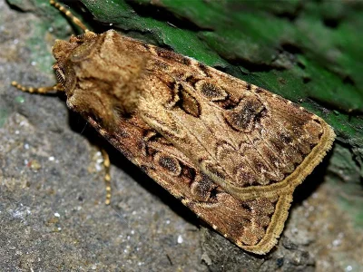 Agrotis (Agrotis) bigramma