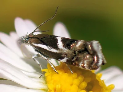 Millieria dolosalis