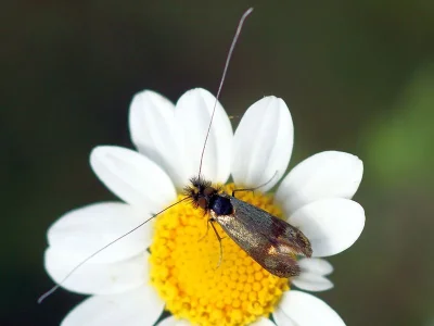 Nemophora minimella