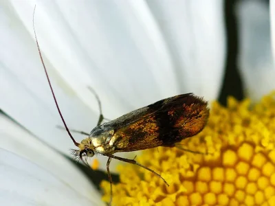 Nemophora prodigellus
