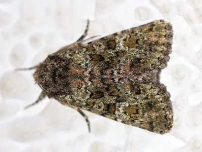 Polymixis (Eumichtis) lichenea