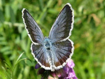 Plebejus (Plebejus) argus