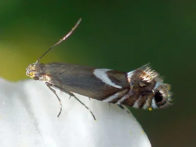 Glyphipterix simpliciella