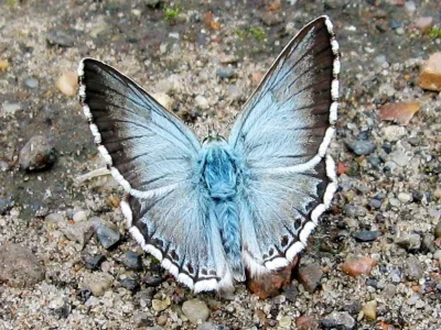 Polyommatus (Lysandra) coridon