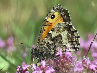 Hipparchia (Parahipparchia) semele
