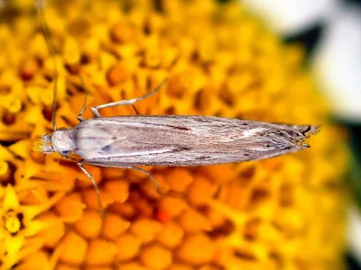 Isophrictis striatella