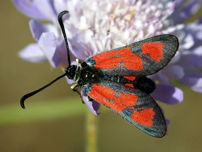 Zygaena (Agrumenia) loti