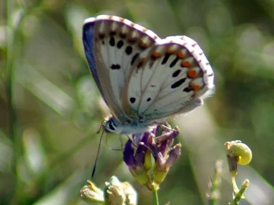 Polyommatus (Lysandra) bellargus