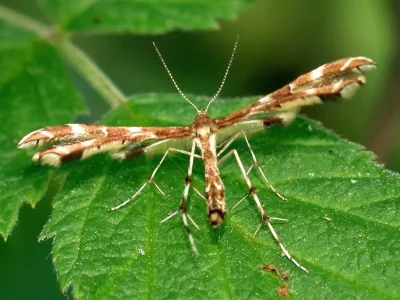 Geina didactyla