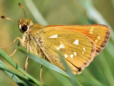 Hesperia comma
