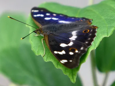 Apatura ilia