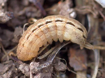 Xestia (X.) xanthographa