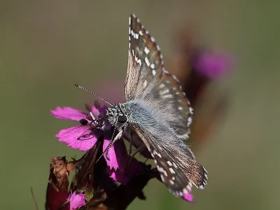 Pyrgus carthami