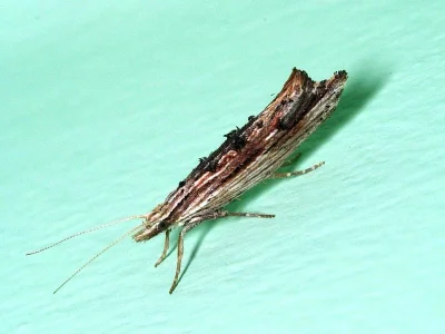Ypsolopha scabrella
