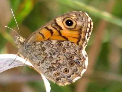 Lasiommata megera