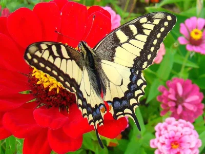 Papilio (Papilio) machaon