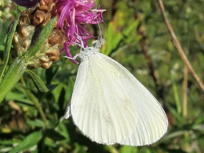 Leptidea sinapis