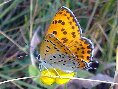 Lycaena (Thersamonia) thersamon
