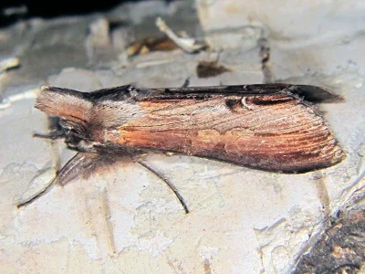 Cucullia asteris