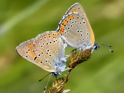 Lycaena (Thersamolycaena) alciphron