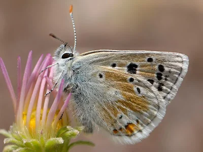 Agriades dardanus