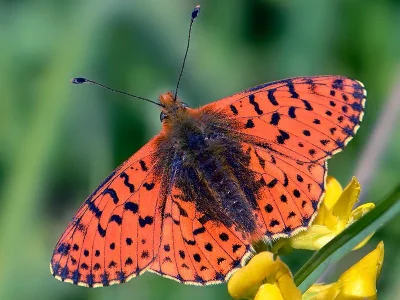 Boloria (Boloria) graeca