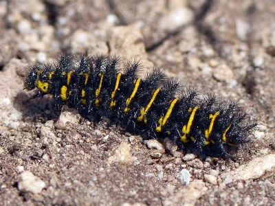 Euphydryas (Hypodryas) cynthia