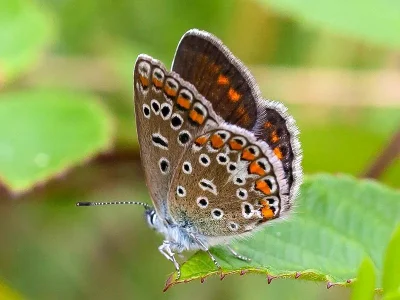 Polyommatus (Polyommatus) icarus