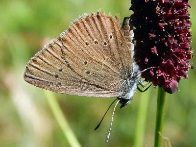 Phengaris nausithous