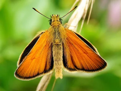 Thymelicus lineola