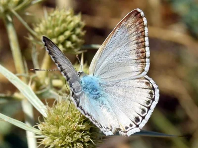 Polyommatus (Lysandra) albicans