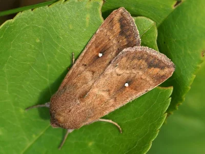 Mythimna (Hyphilare) albipuncta