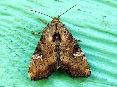 Apamea (Apamea) scolopacina