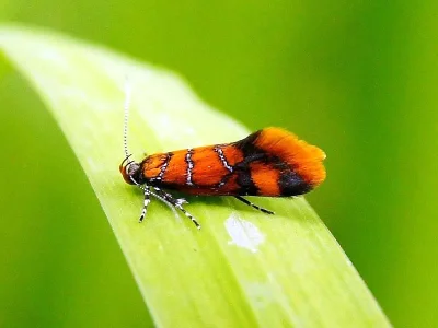 Promalactis procerella