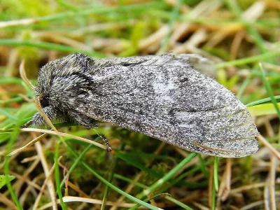 Notodonta torva