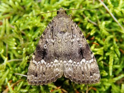Amphipyra (Amphipyra) pyramidea
