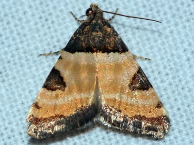 Thalerastria diaphora