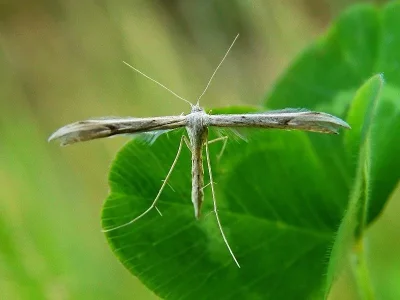Emmelina monodactyla