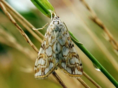 Elophila (Elophila) nymphaeata