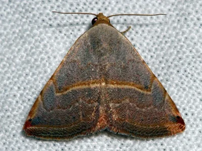 Eublemma (Eublemma) polygramma