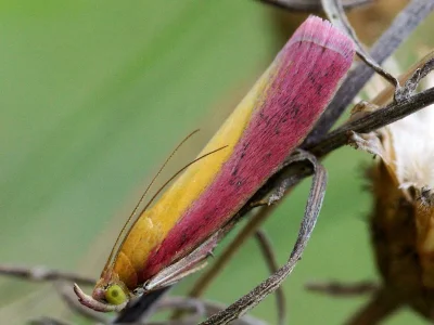 Oncocera semirubella