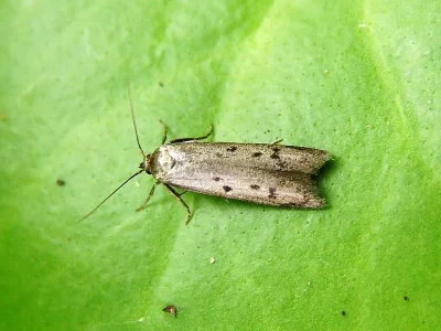 Hypatopa binotella