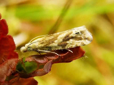 Thiodia citrana