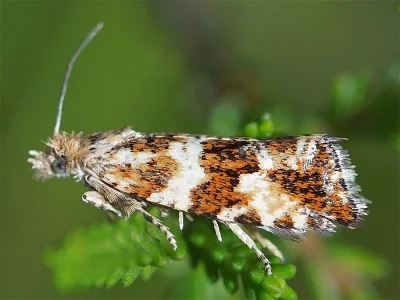 Celypha flavipalpana