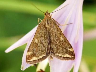 Loxostege sticticalis