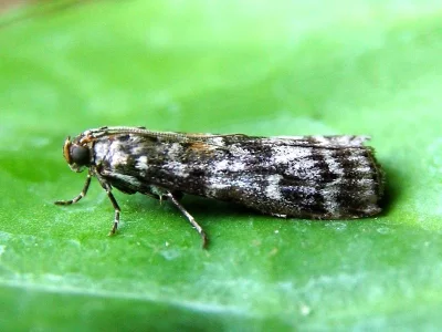 Dioryctria schuetzeella