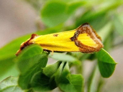 Agapeta zoegana