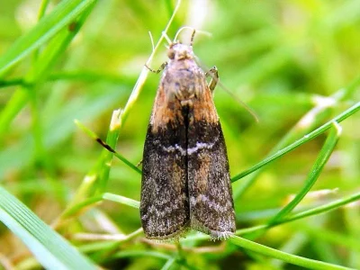 Sciota adelphella
